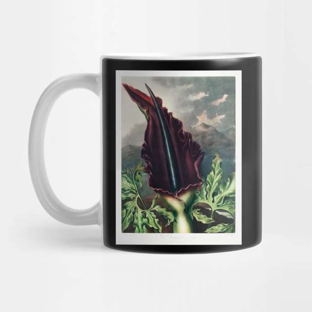 The Dragon Arum by Cleopsys